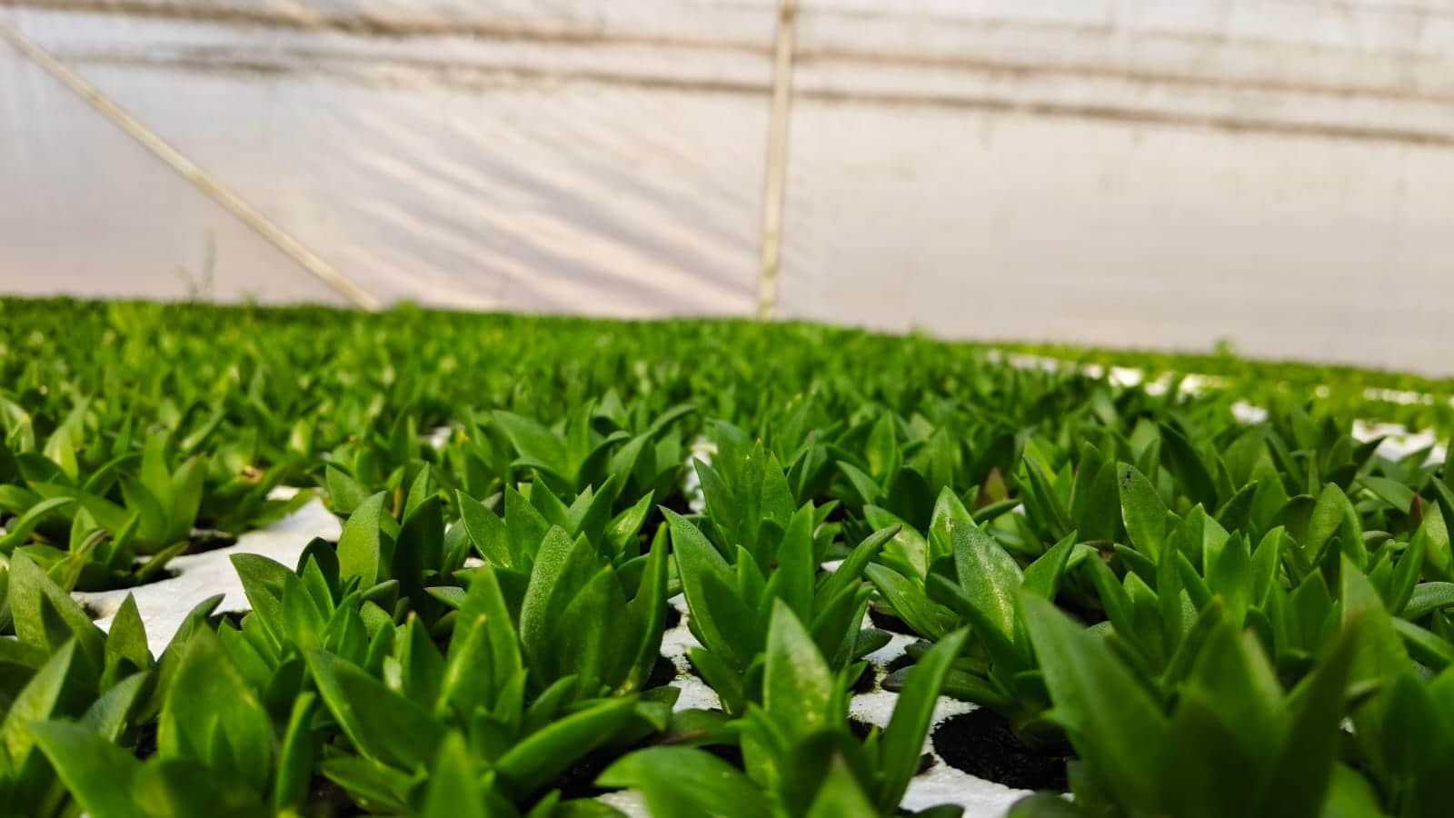 Rows of green seedlings growing in trays inside a greenhouse