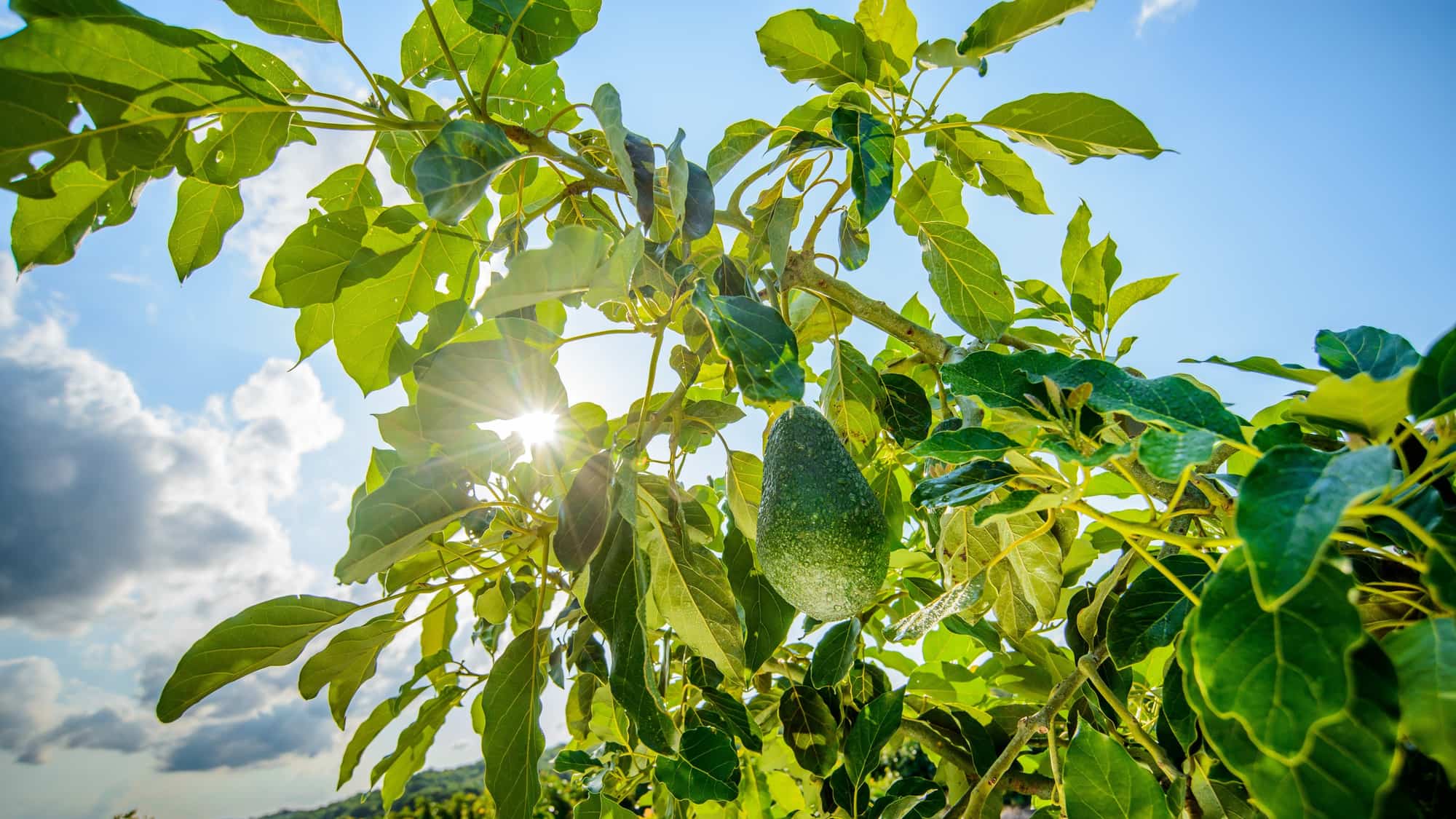 An avocado hangs from a sunlit orchard tree against a blue sky