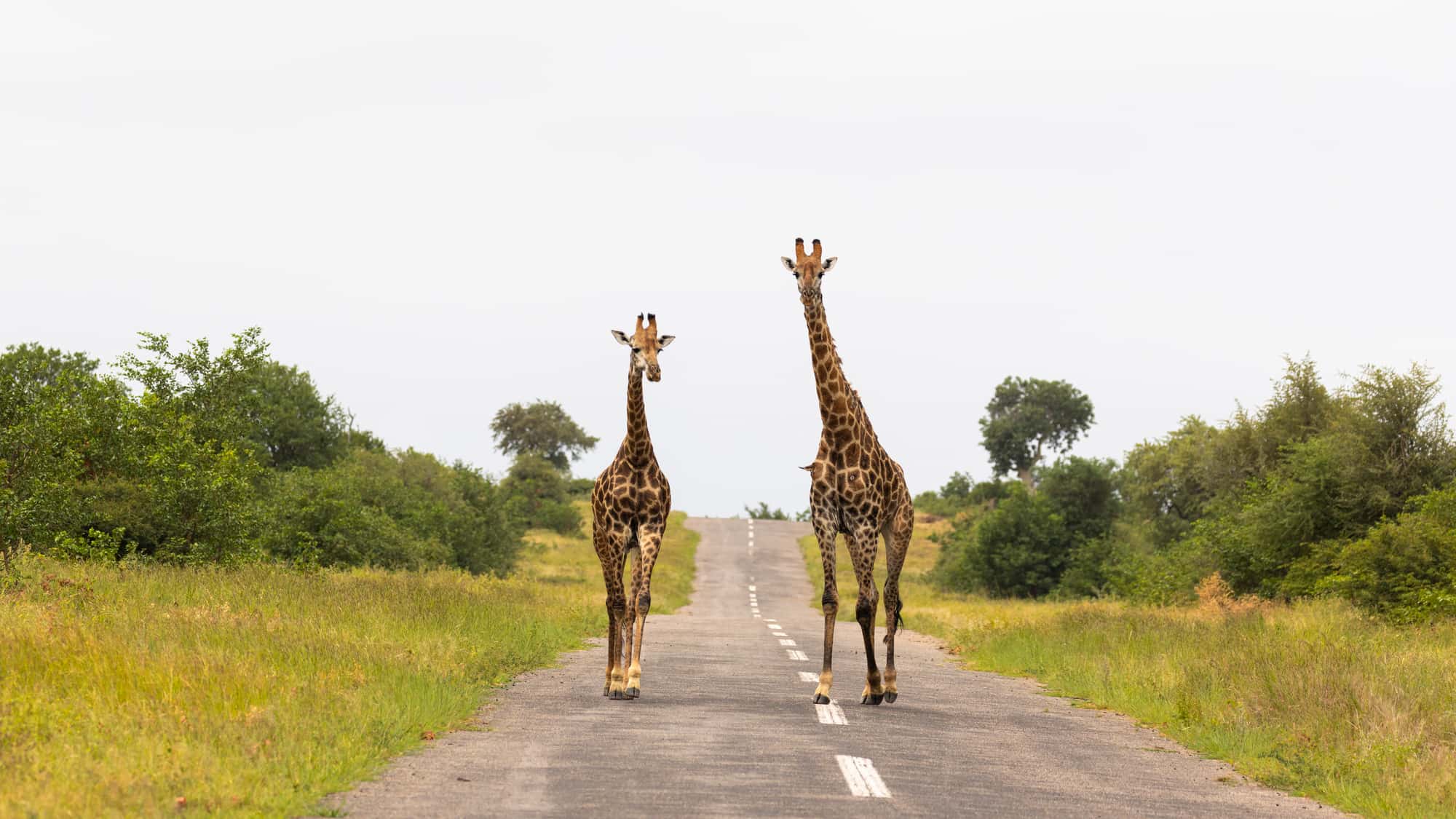 Two giraffes, one young and one grown, standing together on an open road
