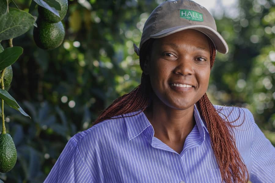 An orchard worker in a Halls cap smiling among avocado trees