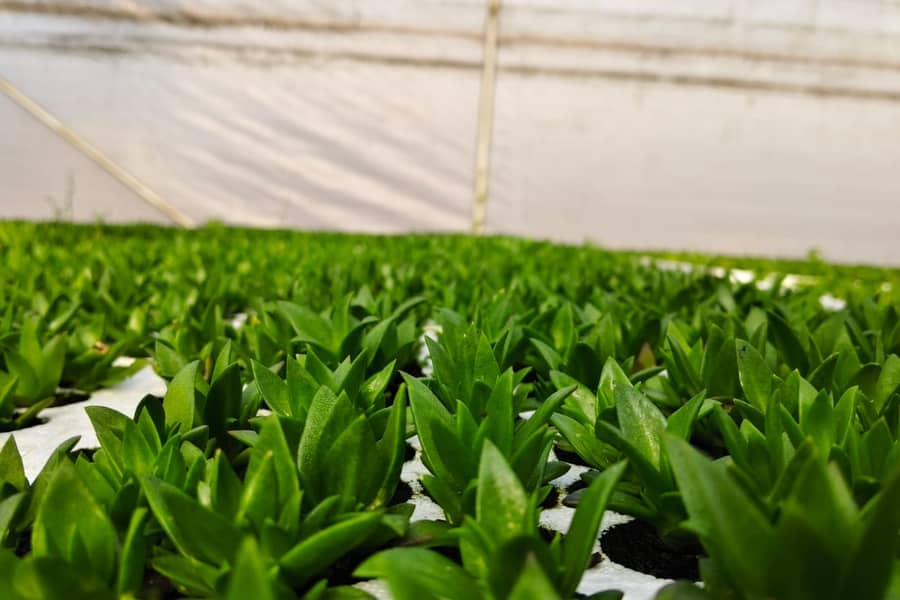 Rows of green seedlings growing in trays inside a greenhouse