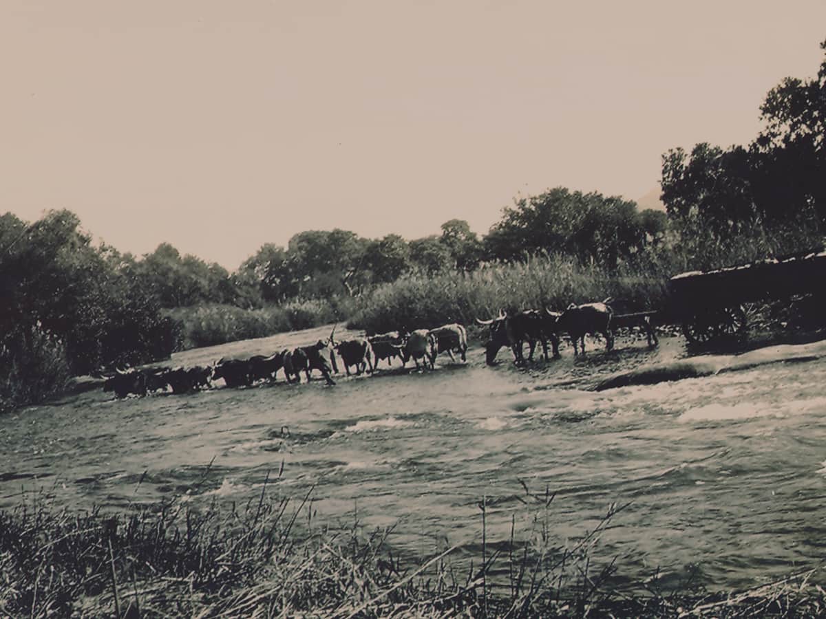 Sepia photograph of a span of oxen hauling a laden wagon across a wide river, bushveld and hills beyond
