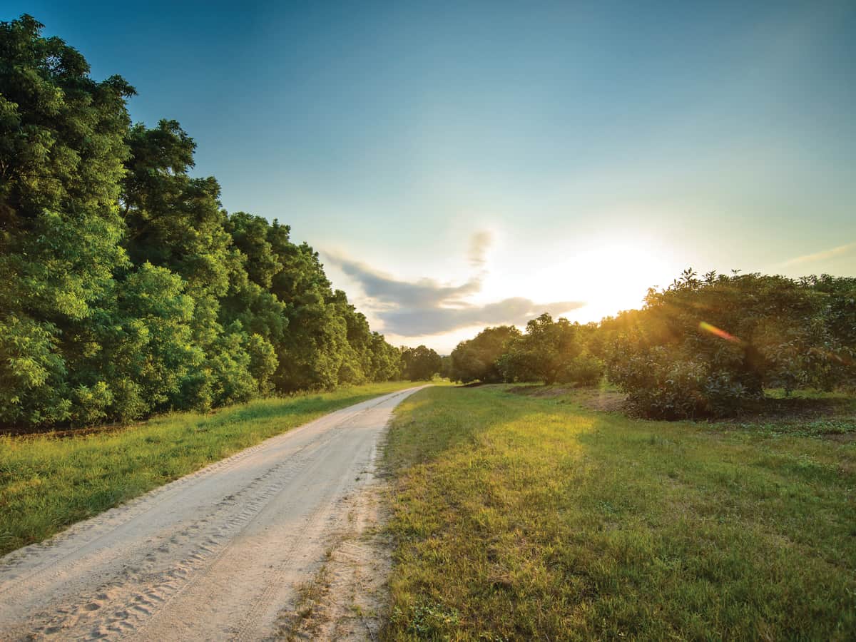 A farm road running between orchards toward the sunrise
